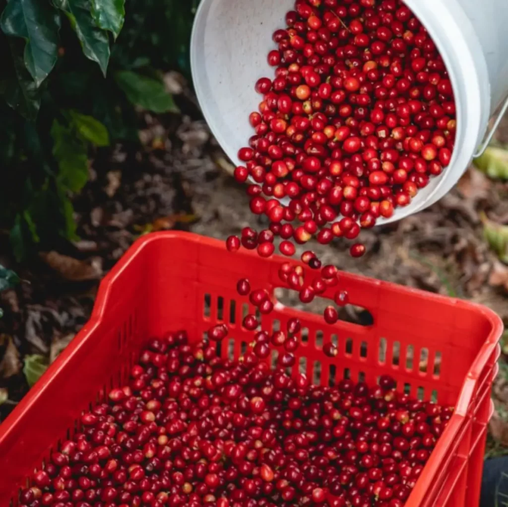 Coffee and spice trade team inspecting beans before export