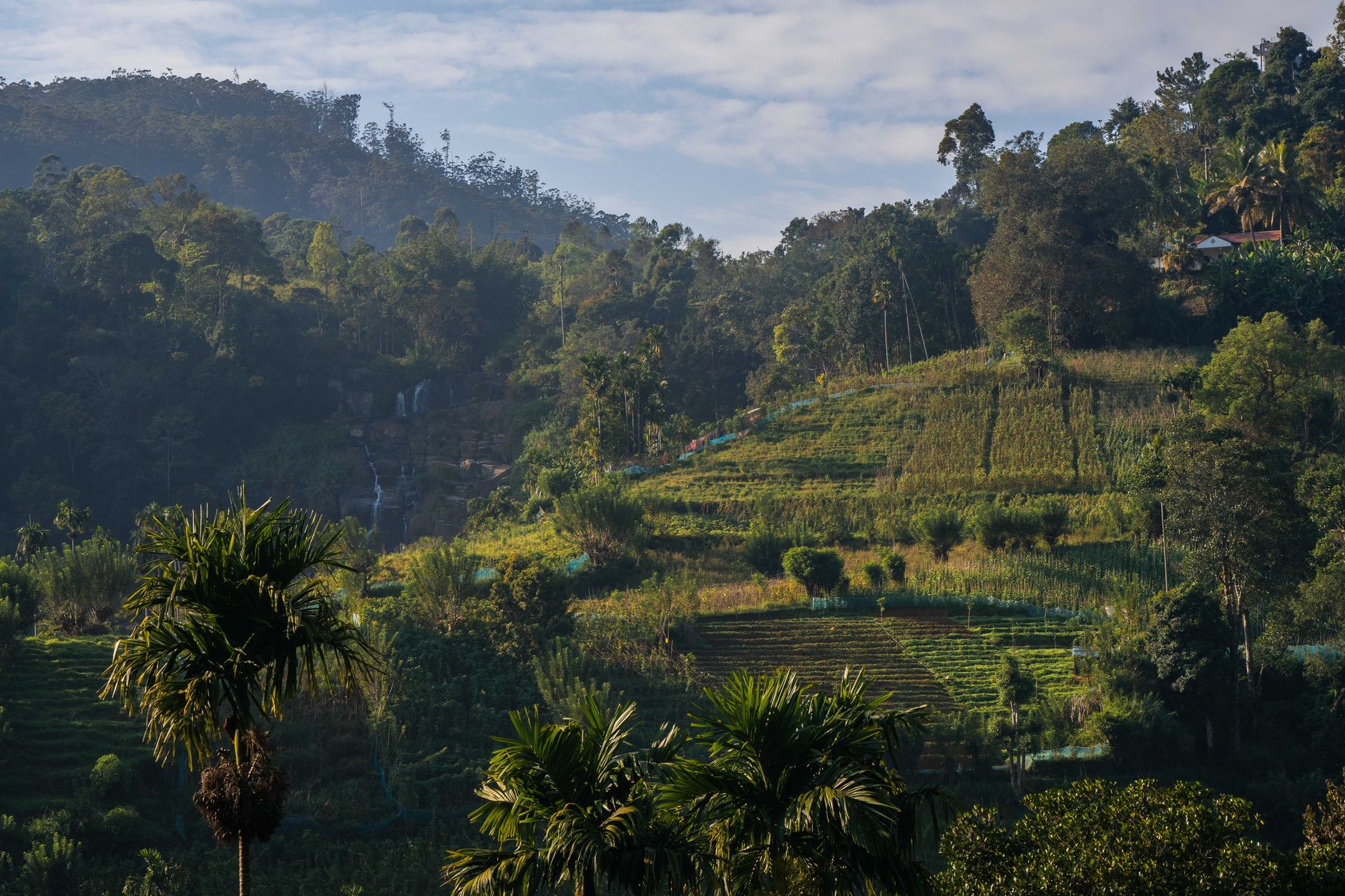 Hillside coffee plantation in Coorg, India, at first light