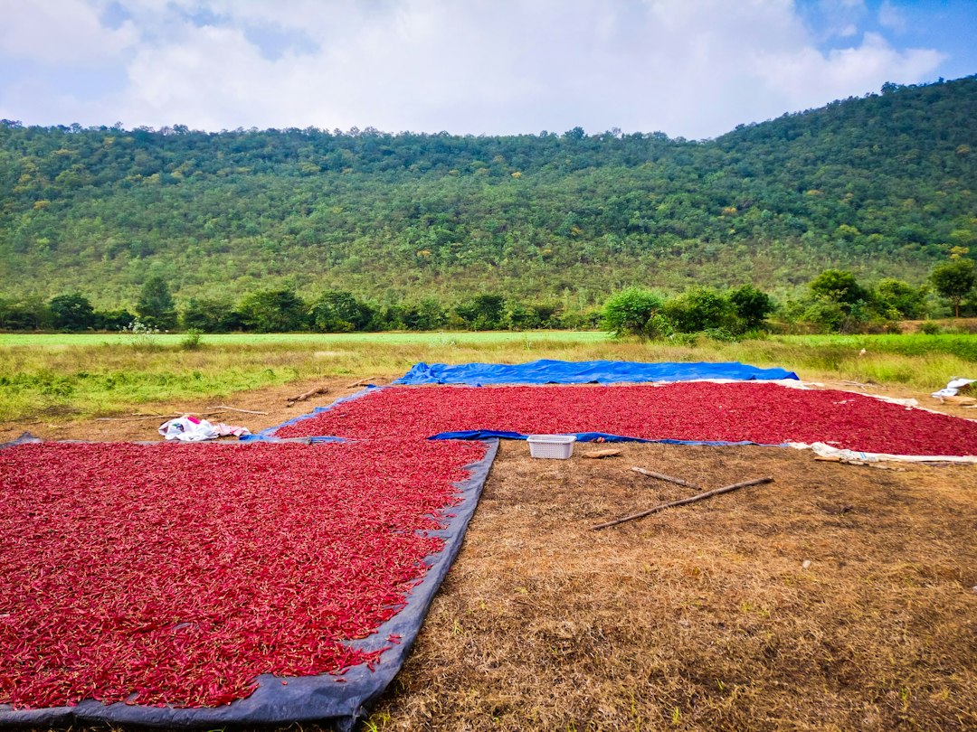 Coffee cherries ripening on shaded plantation rows