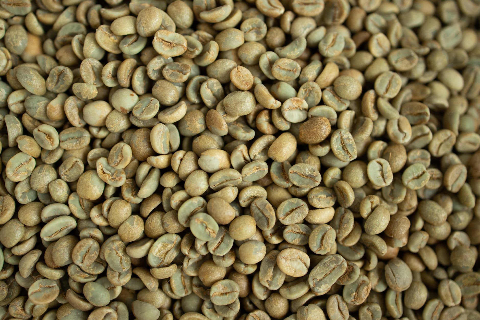 Arabica A green coffee beans