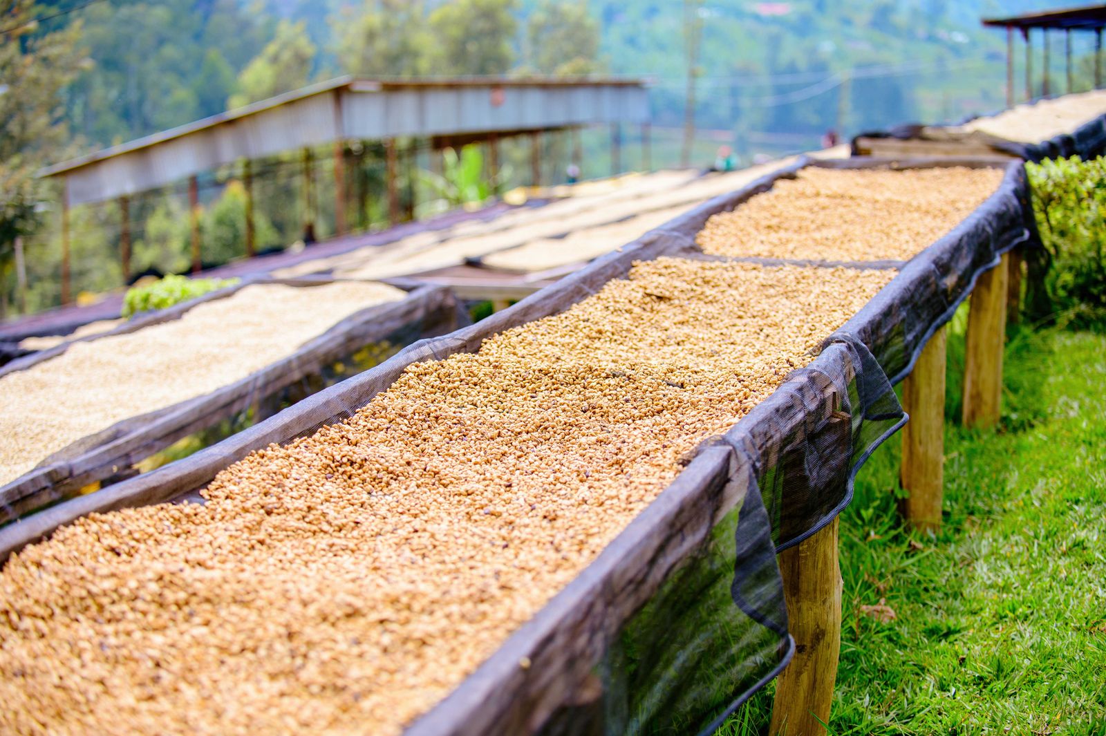 Coffee beans drying on raised beds at a coffee estate, ready for shipment worldwide