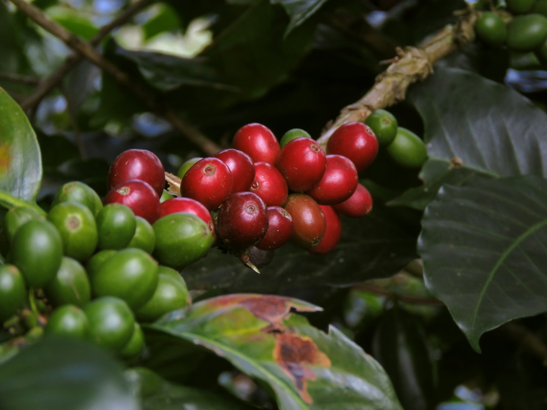 Shade-grown coffee plants on a Coorg hillside plantation