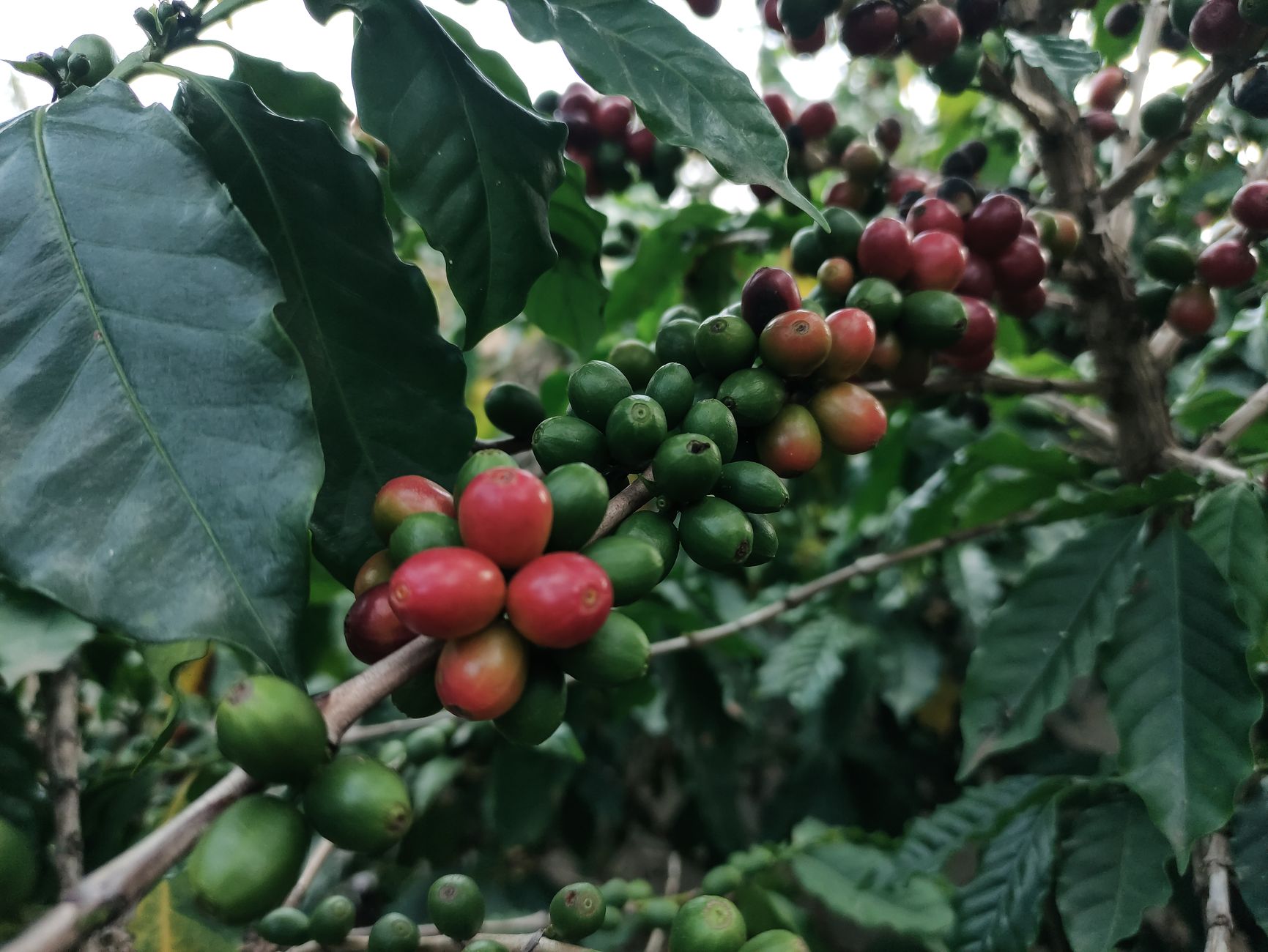 Robusta AA green coffee beans